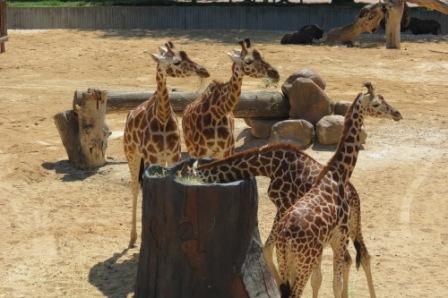 Cinco animales de África que debes ver en el Zoo de Madrid