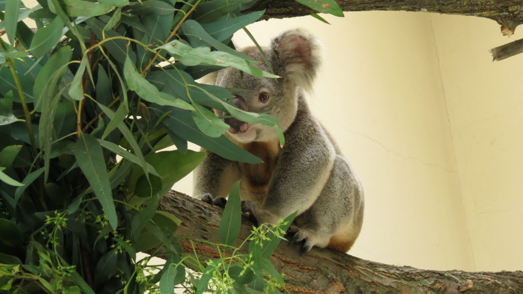 Zoo Aquarium de Madrid recibe a Kuna, el nuevo macho koala