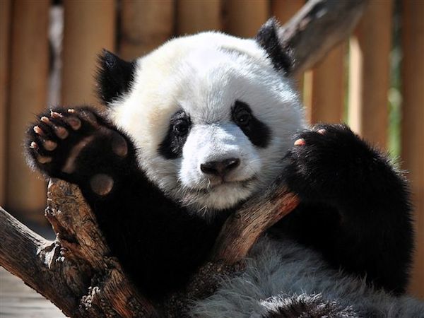 Plausible pala robot Por qué los Panda se encuentran en peligro de extinción? | Zoo Aquarium  Madrid