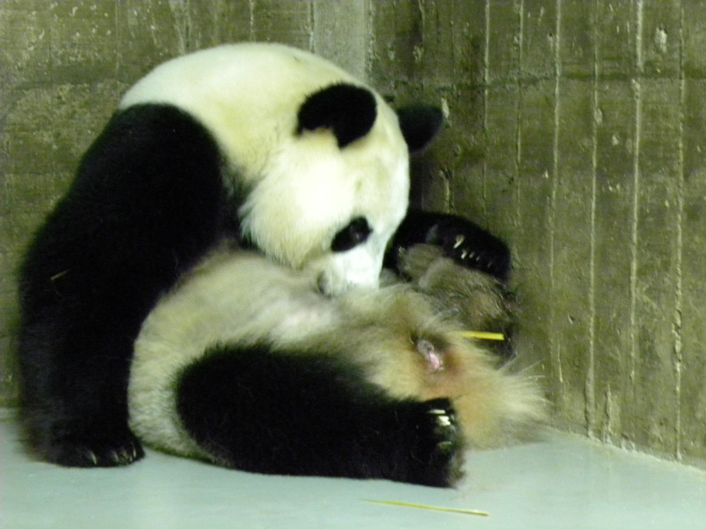 Nuestra panda Hua Zui Ba vuelve a ser mamá por tercera vez