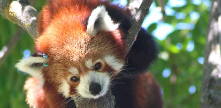 Cinco animales de Asia que vale la pena ver en vivo | Zoo Aquarium Madrid