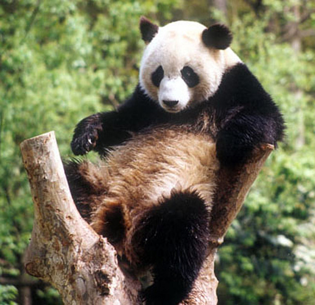 El panda gigante y su cría ¡inseparables!
