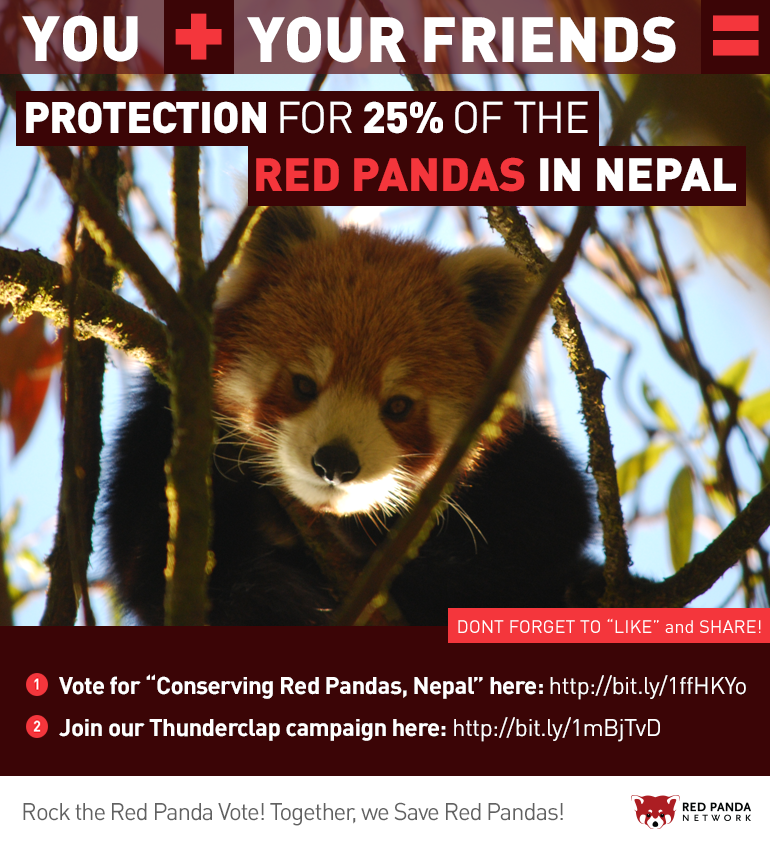 Únete a nosotros en la conservación y cría del panda rojo en Nepal
