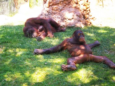 Mira las tiernas imágenes de la cría de Orangután
