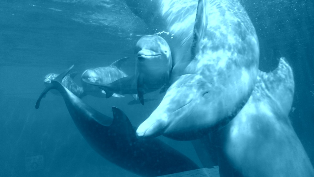 Nace la tercera cría de delfín de 2014 en Zoo de Madrid