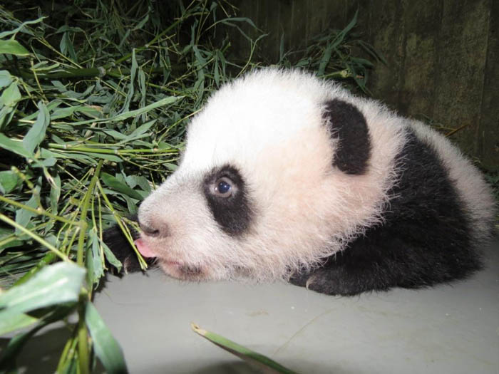 Xing Bao es el nombre elegido por nuestros internautas para la cría de panda