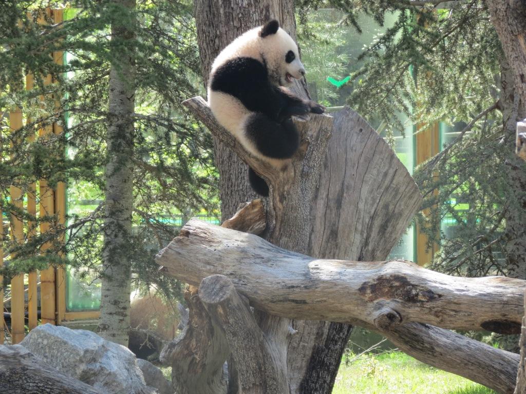 Xing Bao da sus primeros pasos en la pradera exterior