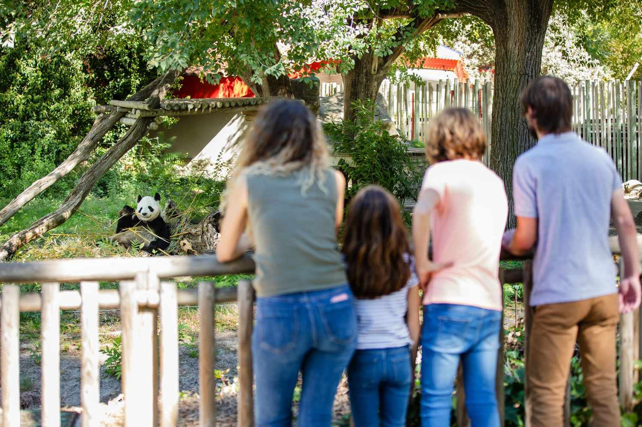 Dónde ver animales en Madrid: una aventura inolvidable