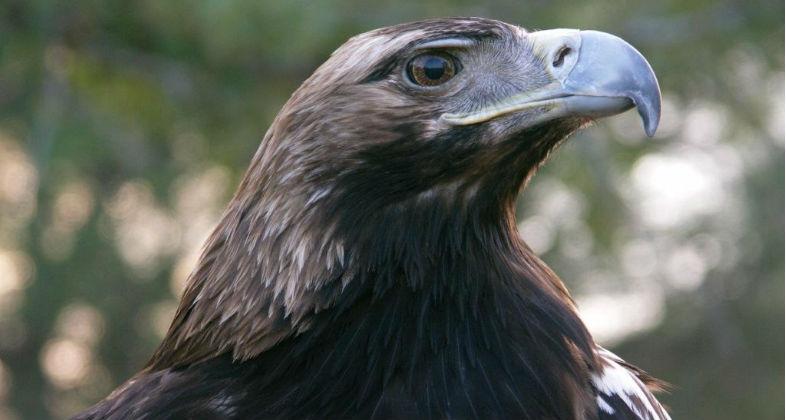 Conoce a la fauna ibérica de Zoo Aquarium de Madrid en el Día del Pilar