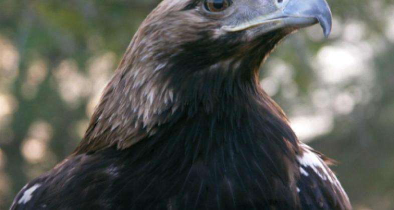 Cryoraptor, un proyecto para preservar las aves ibéricas
