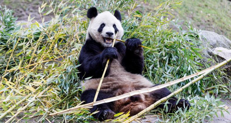 Nuestro panda Bing Xing, ¡ganador en los premios Giant Panda Global!