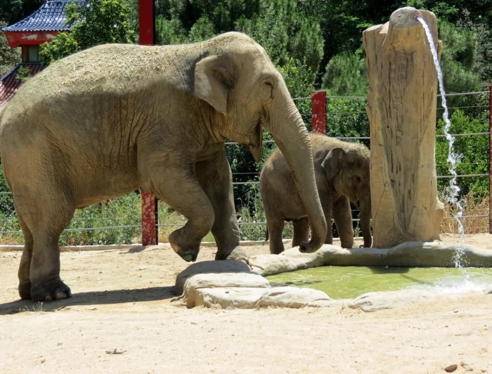 Buba jangoli Zoo Madrid