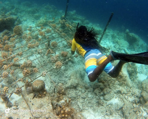 Restauración del arrecife de coral en las Maldivas