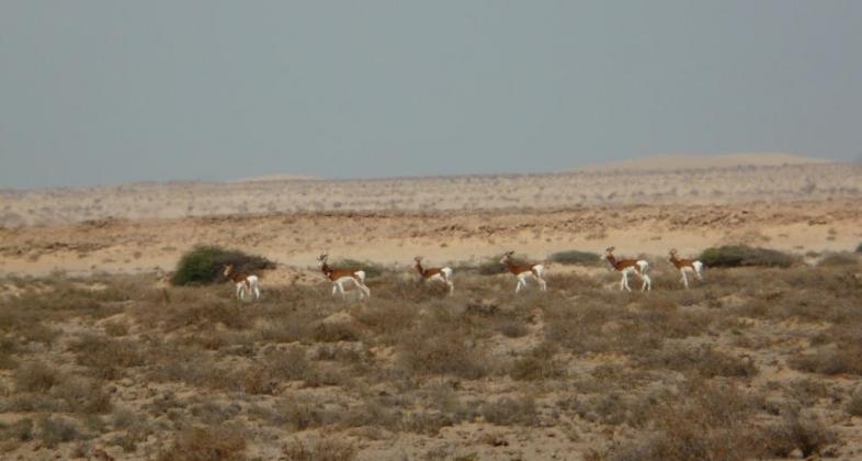 Primeras imágenes de la reintroducción de la gacela mohor en el Sáhara Occidental