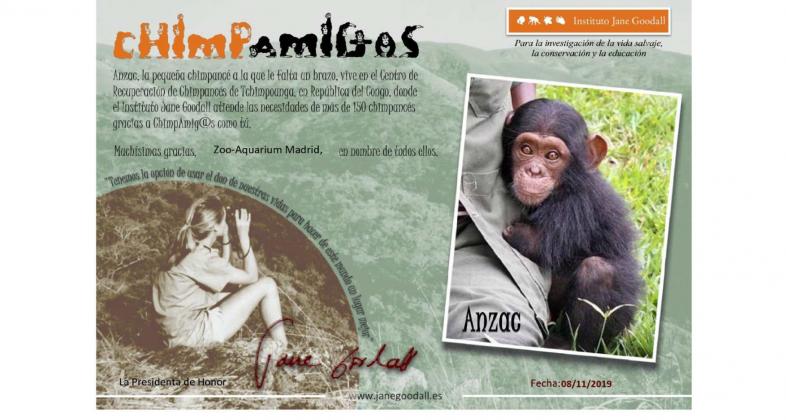 Anzac la nueva chimpamig@ de Zoo Aqurium Madrid