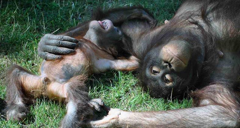 Zoo Aquarium de Madrid no puede faltar a la Orangutan Caring Week