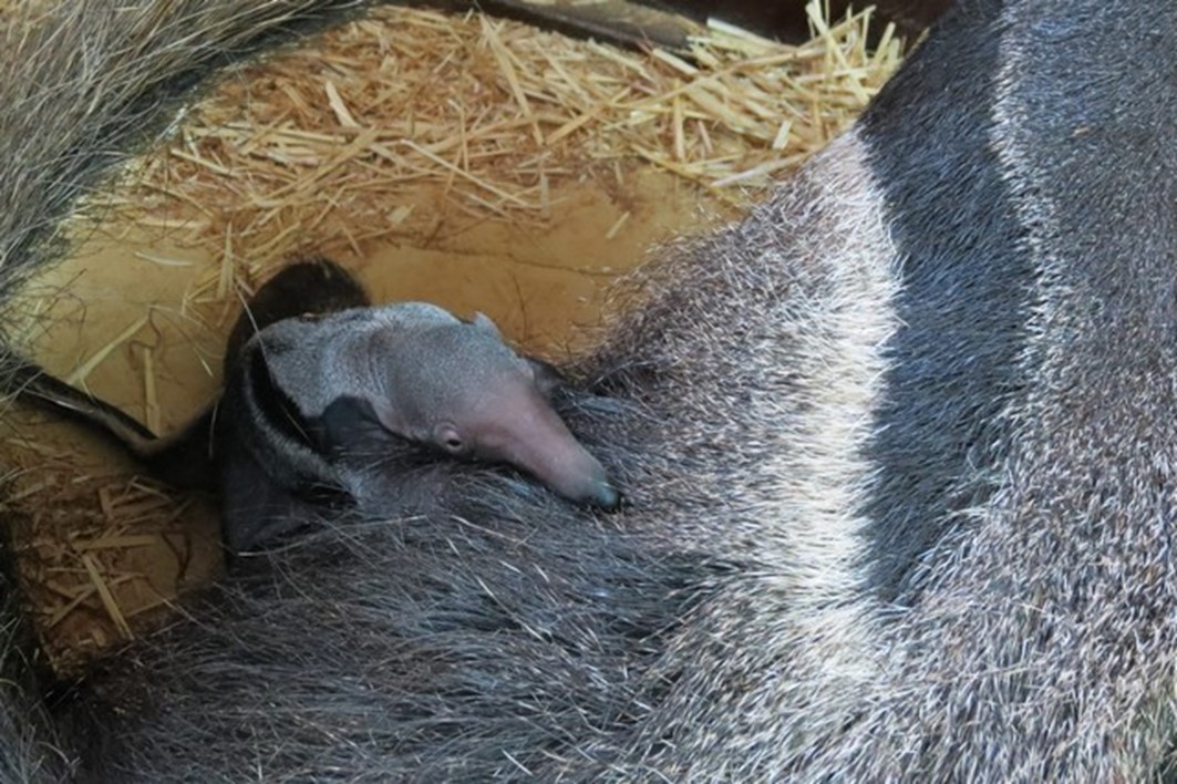 Nace un cría de oso hormiguero en el Zoo de Madrid