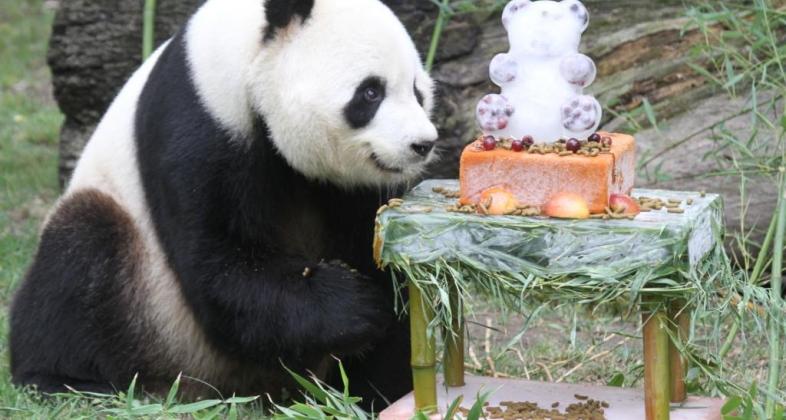 Celebra el cumpleaños de la familia panda en Zoo Aquarium de Madrid