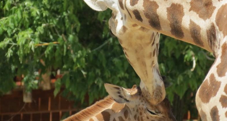 El próximo domingo, únete a la celebración el Día Mundial de la Jirafa