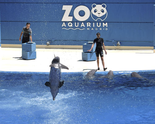 Exhibición de delfines en Zoo Aquarium de Madrid