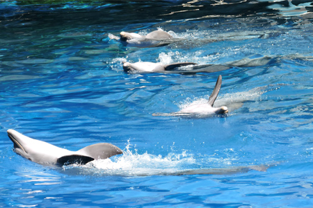 Exhibición de delfines en Zoo Aquarium de Madrid