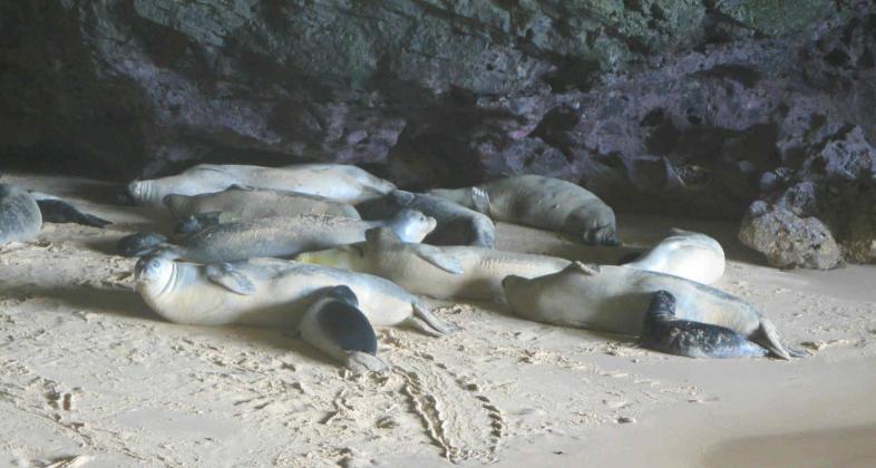 Comenzamos el año con una excelente noticia, 73 nuevos nacimientos de la foca monje en Mauritania