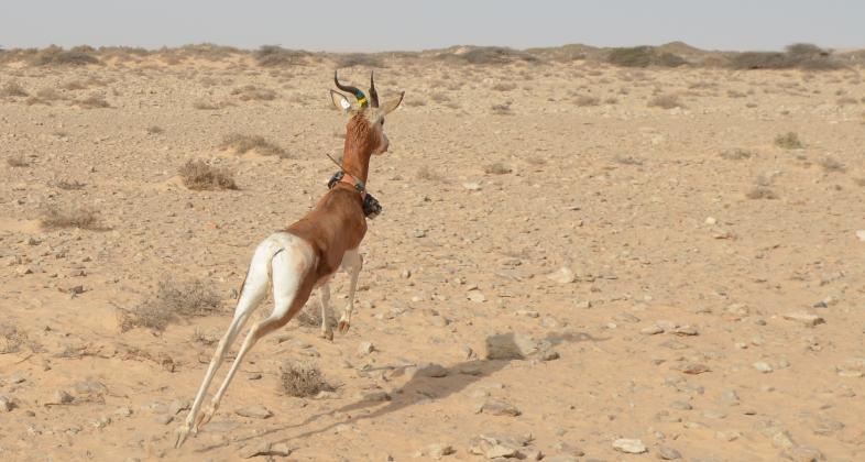 La reintroducción de la gacela mohor en el Sáhara ya es una realidad