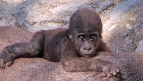 Nace una cría de gorila en el Zoo Aquarium de Madrid
