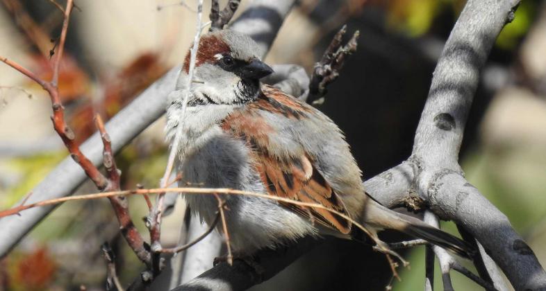 Cómo mejorar la vida de las aves urbanas