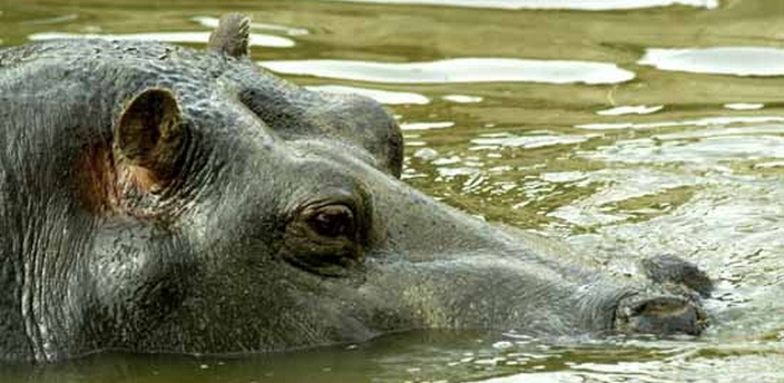 Cinco cosas que desconocías sobre el hipopótamo