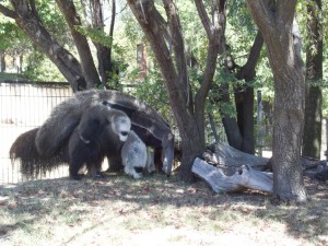 La gran familia de Hormigueros del Zoo de Madrid