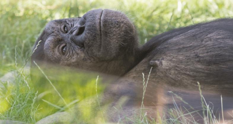 Celebramos el Día Mundial del Chimpancé junto a SOS Primates