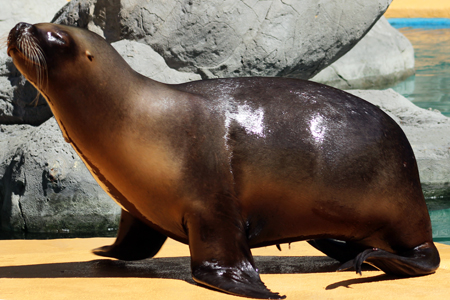 Stories que Zoorprenden en las exhibiciones de Zoo Aquarium de Madrid