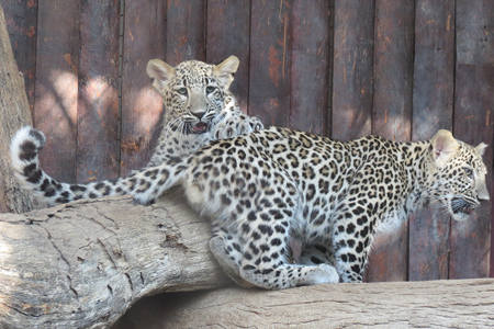 Yala y Khal, crías de leopardo asiático de Zoo Aquarium de Madrid