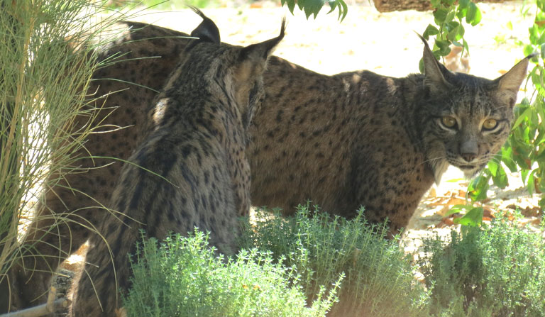 Lince ibérico en Zoo Aquarium de Madrid