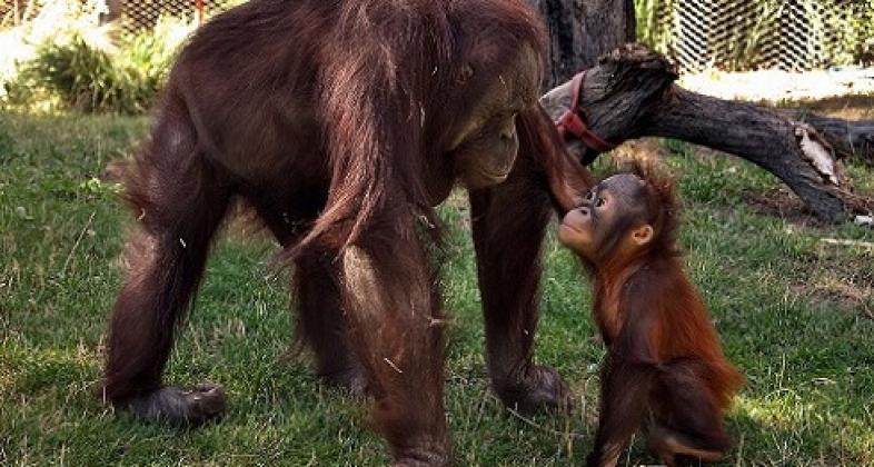 Celebra con nosotros el Día de las Madres Orangutanes Perdidas