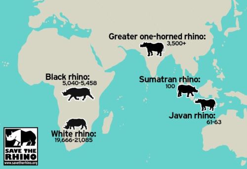 Población de rinoceronte en el mundo