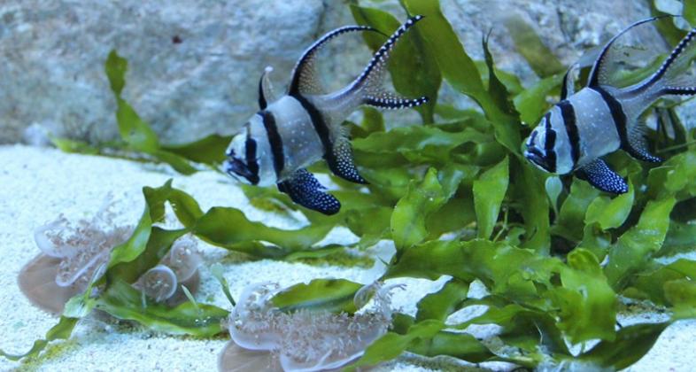 Recibimos a nueva especie en nuestro Aquarium, la Cassiopea andromeda o medusa invertida