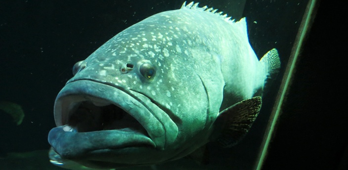 Tres peces curiosos que puedes ver en el Zoo Aquarium de Madrid