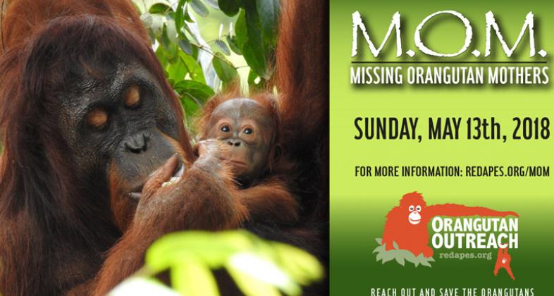 Missing Orangutan Mothers, una campaña para proteger a las mamás orangután y sus crías