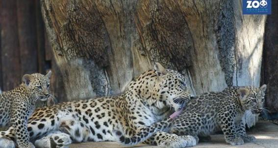 Nacen por primera vez dos crías de leopardo asiático, especie en Peligro Crítico