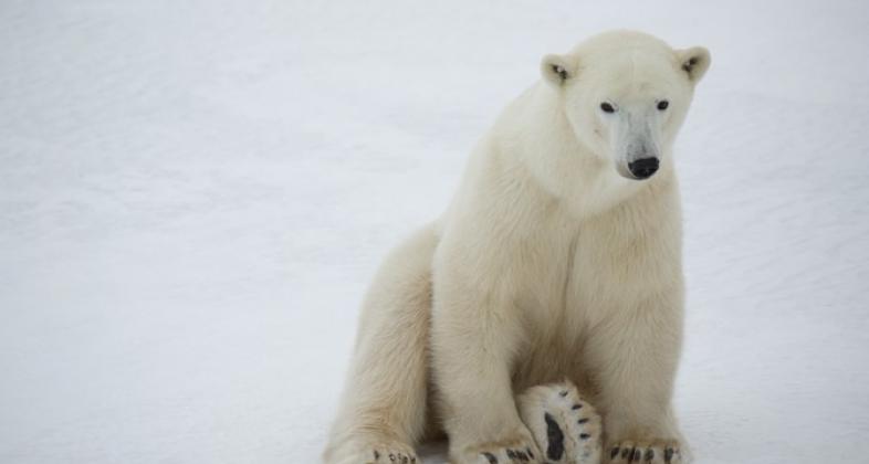 Únete a la celebración del Día Internacional del Oso Polar