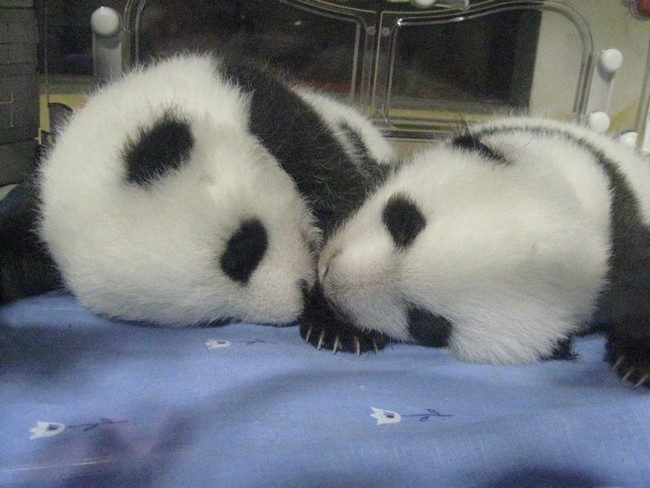Ayúdanos a elegir el nombre para el otro osito panda