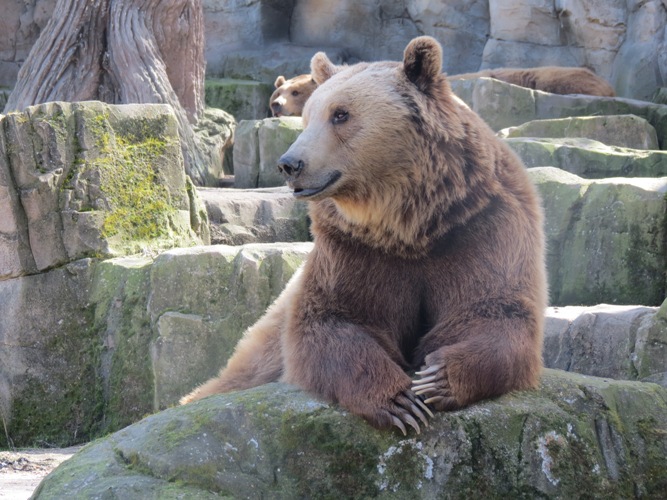 Osos pardos de Zoo Aquarium de Madrid