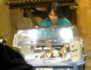 ¡Ya hemos visto a los Osos Panda!