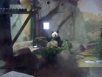 Diario de los Pandas | El calor del verano