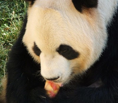 Diario de los Pandas | El enriquecimiento ambiental