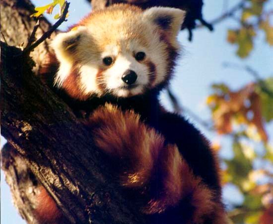 17 de septiembre, Día internancional del Panda Rojo