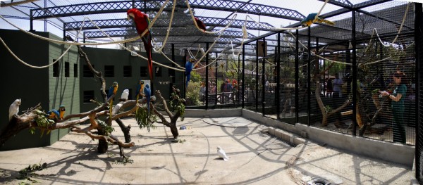 Criando loros en el Zoo