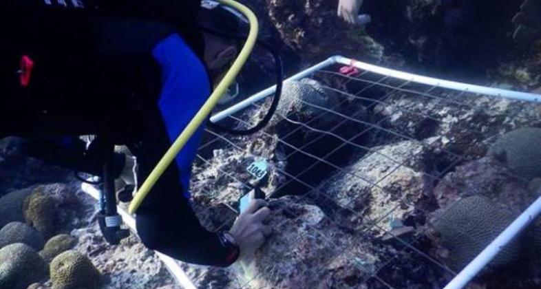 Zoo Aquarium de Madrid participa en el campo de trabajo del proyecto SECORE sobre la reproducción de los corales